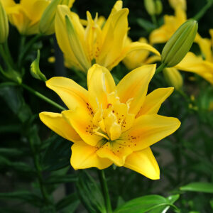 Liliums Amarillo