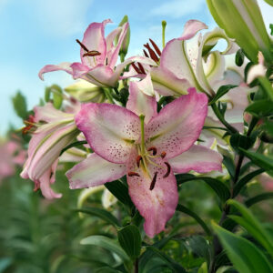Liliums Brasilia