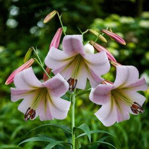 Liliums Eastern Moon