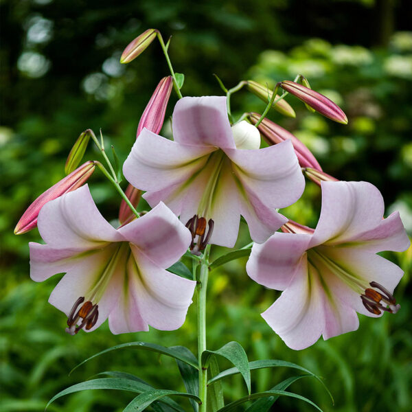 Liliums Eastern Moon