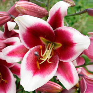 Liliums Friso