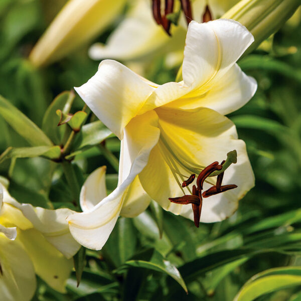 Liliums Miss Peculiar