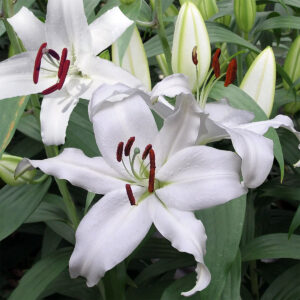 Liliums Mount Aspiring