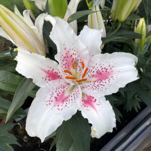Liliums Muscadet