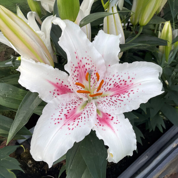 Liliums Muscadet