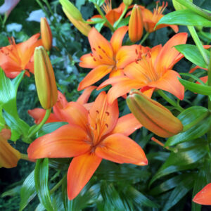 Liliums Naranjo