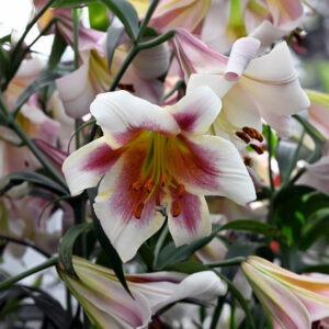 Liliums Passion Moon