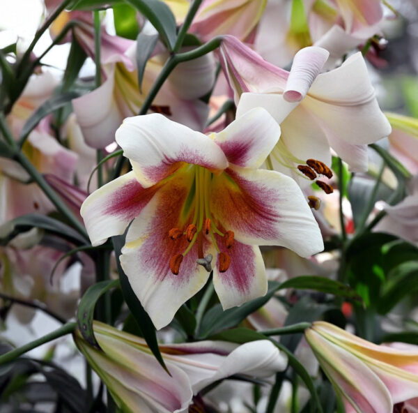 Liliums Passion Moon