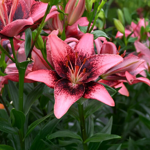 Liliums Purple Dream