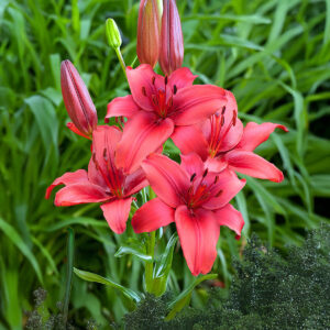 Liliums Rojo