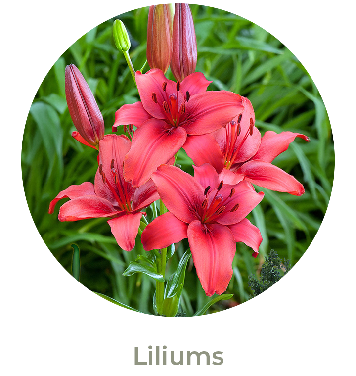 Liliums Primavera 2025