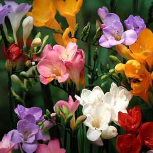Fresias Mixed