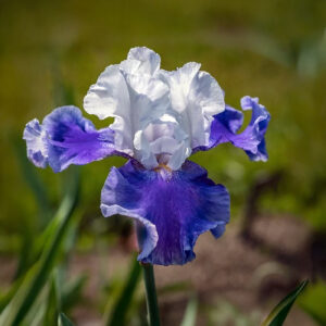Iris Germánica Arpege