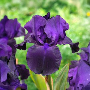 Iris Germánica Black Tafetta