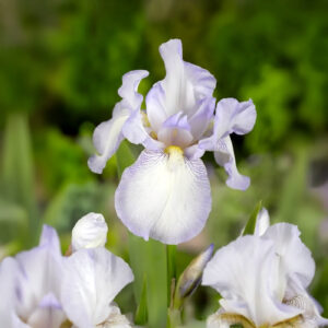Iris Germánica English Cottage