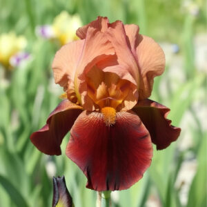 Iris Germánica Natchez Trace