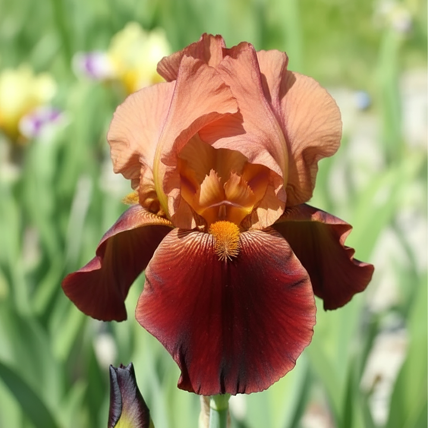 Iris Germánica Natchez Trace
