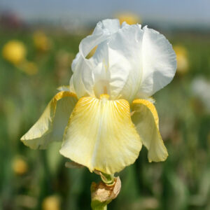Iris Germánica Pinnacle