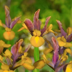 Iris Hollandica Bronze Perfection