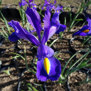 Iris Hollandica Discovery