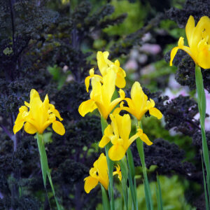 Iris Hollandica Golden Beauty