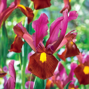 Iris Hollandica Red Ember