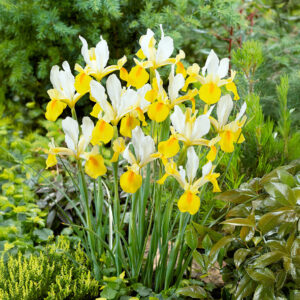 Iris Hollandica Symphony