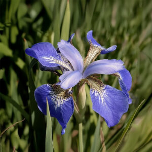 Iris Sibirica Helicopter