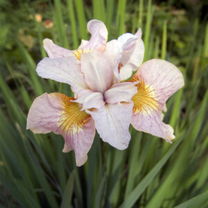 Iris Sibirica Lemon Veil