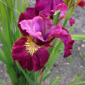 Iris Sibirica Miss Apple