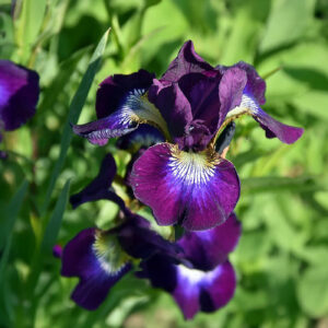 Iris Sibirica Wine Wings