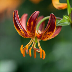 Liliums Arabian Night