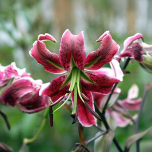 Liliums Black Beauty