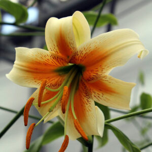 Liliums Lady Alice