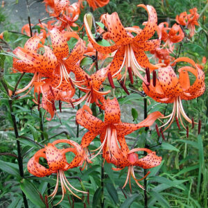 Liliums Lancifolium