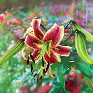 Liliums Scheherezade