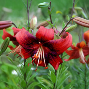 Liliums Strawberry Event