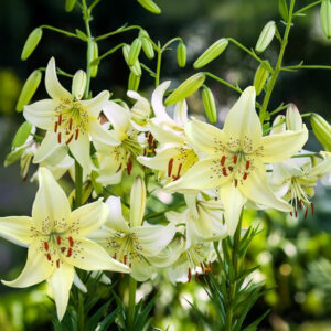 Liliums Sweet Surrender