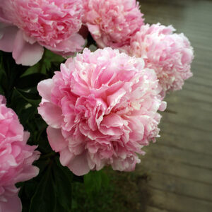 Peonías Angel Cheeks