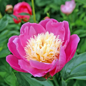 Peonías Bowl of Beauty