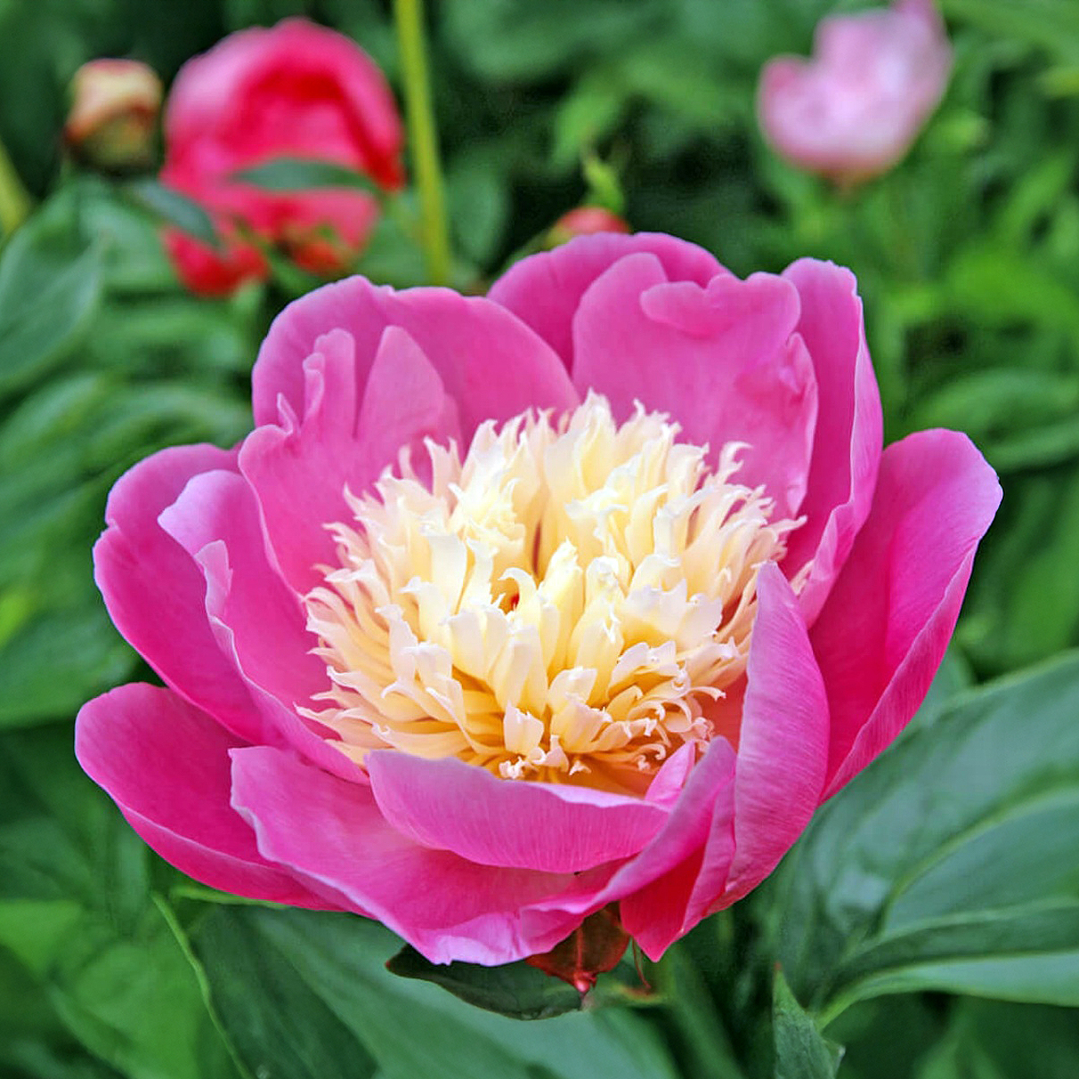 Peonías Bowl of Beauty