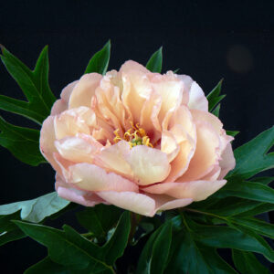 Peonías Canary Brilliants (Itoh)