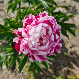 Peonías Candy Stripe