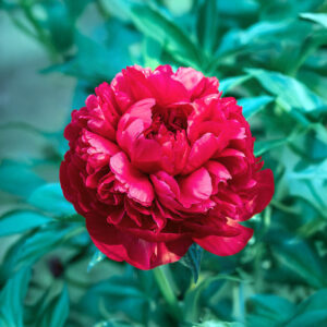 Peonías Command Performance