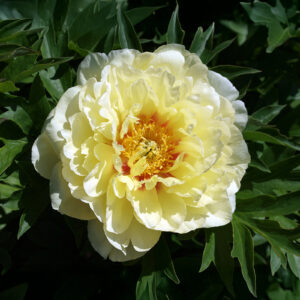 Peonías Bartzella (Itoh)