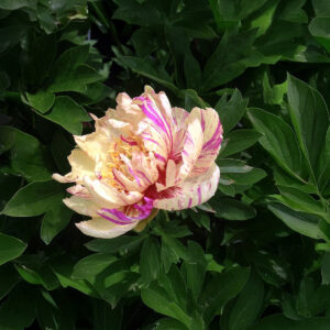 Peonías Lolipop (Itoh)