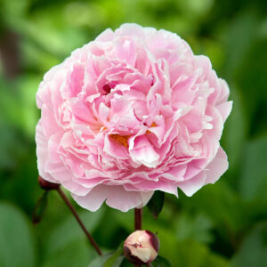 Peonías Sarah Bernhardt