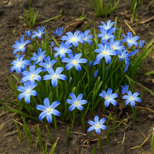 Chionodoxas Luciliae