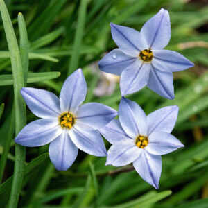 Ipheion