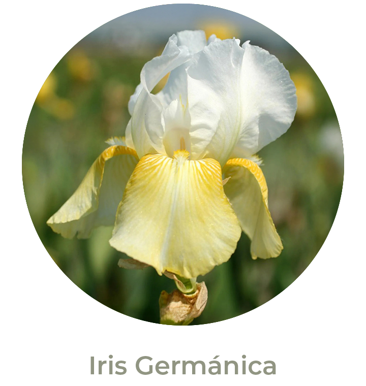 Iris Germánica Otoño 2026